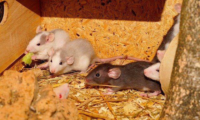 que comen las ratas y ratones