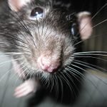 control de ratas y ratones