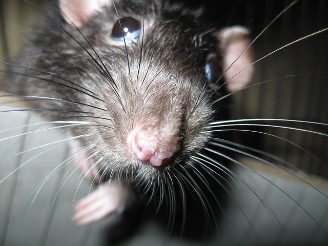 Control de ratas y roedores-plaga