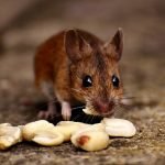 comida para cazar ratones