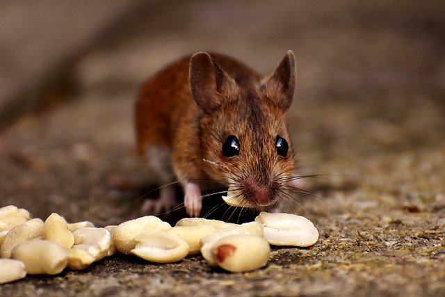comida para cazar ratones