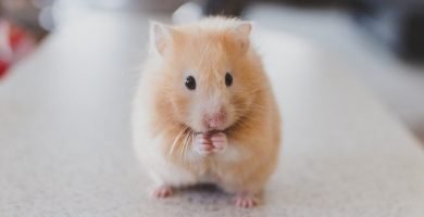 hamster bonitos