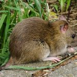 plagas de roedores control
