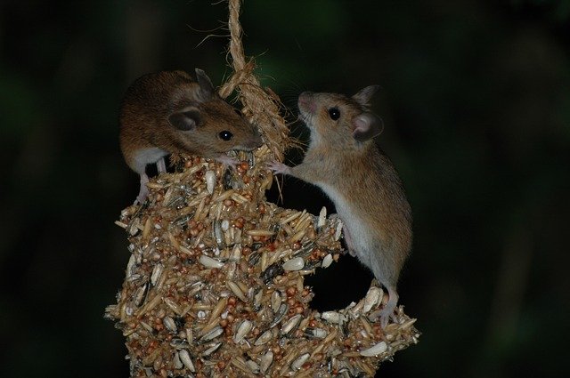 cual es la comida favorita de los ratonesque comen los ratones