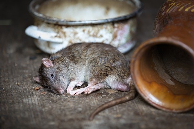 roedores nocivos