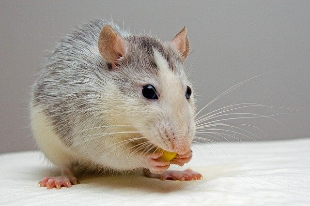 rata mascota