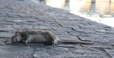 como exterminar ratas y ratones en casa