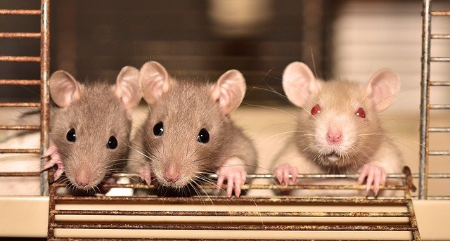 ratones y roedores