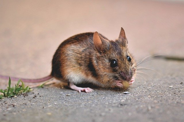 ratón con orejas grandes