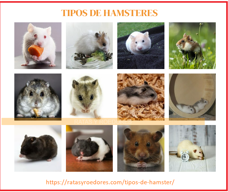 tipos de hamsters