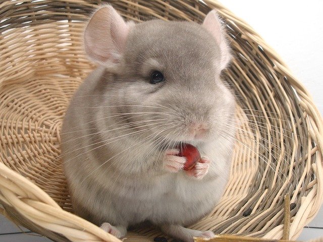 Chinchilla como mascota: Un roedor para mimar