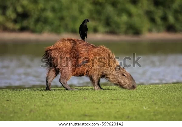 pet capibara