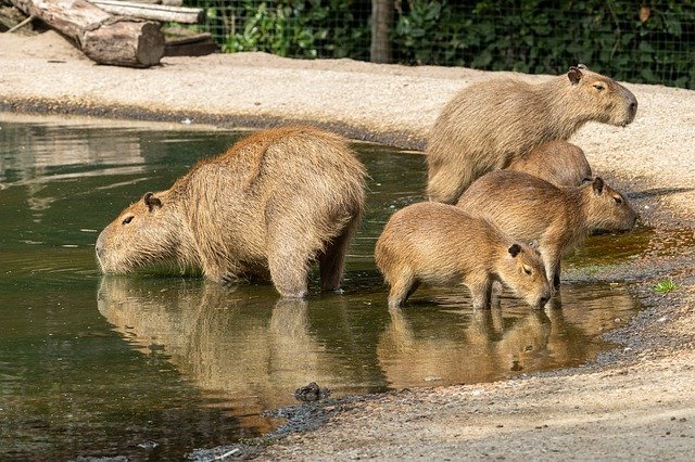 Capibara o carpincho el roedor más grande del mundo