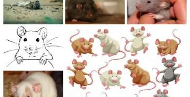 imágenes de ratones