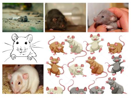 imágenes de ratones