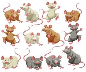 imagenes de diferentes ratas