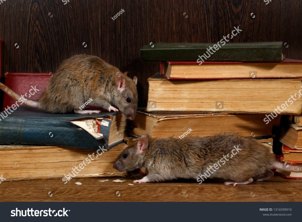 ratas grandes mordiendo libros