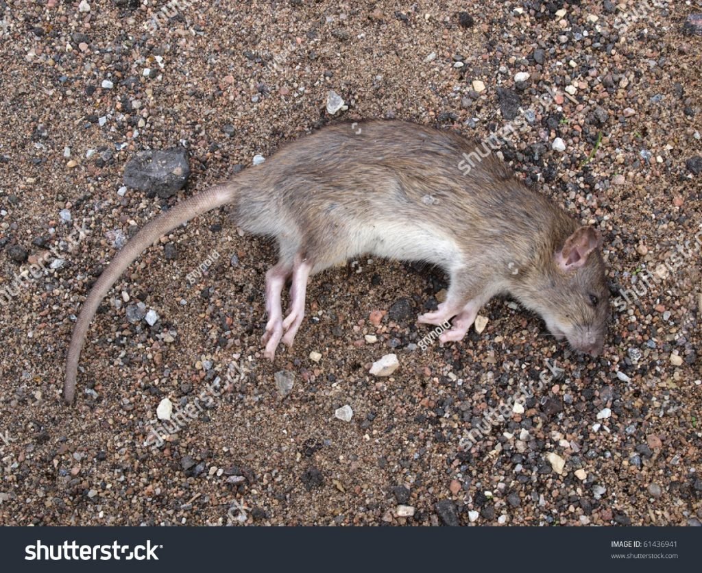 imagen de rata muerta