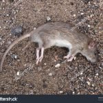 imagen de rata muerta