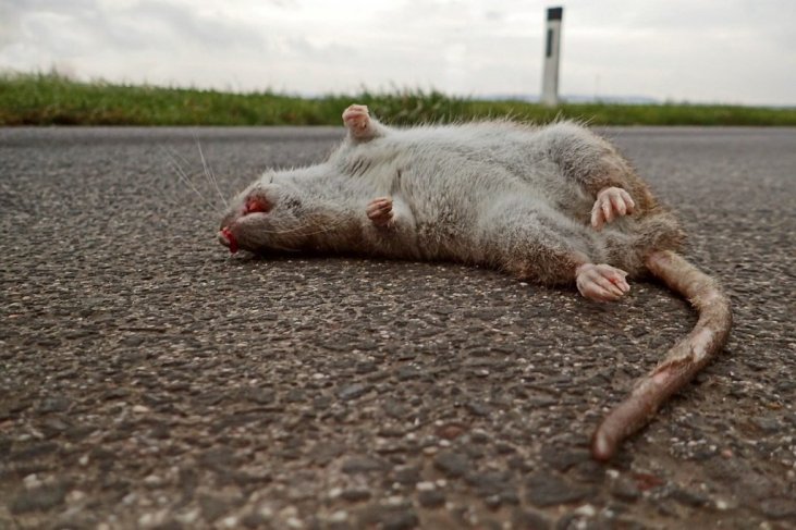 lllᐅ Imágenes de ratas para descargar 🐁 Fotos de ratas grandes