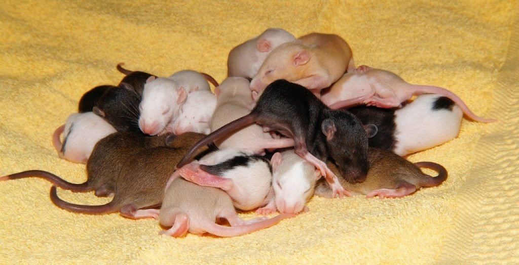 foto de varias ratitas bebes