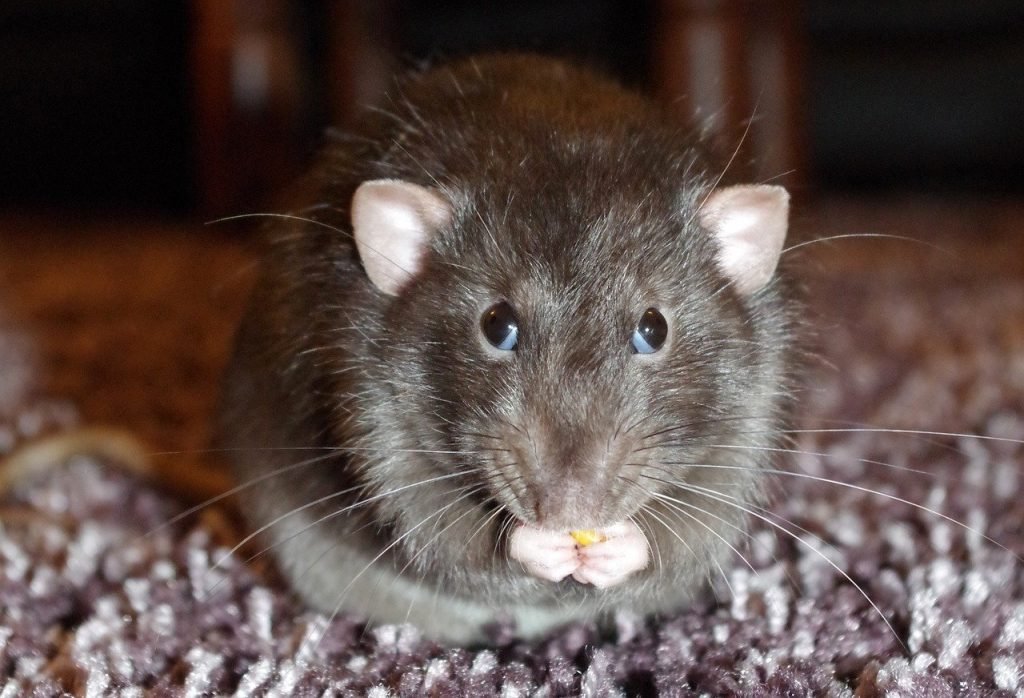 foto de rata grande comiendo