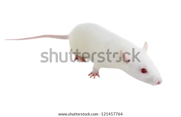 ratas de laboratorio reproduccion