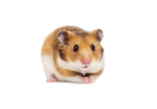 imágenes de hamster