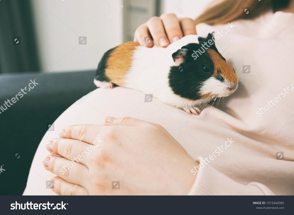 cuy en el vientre de una mujer embarazada