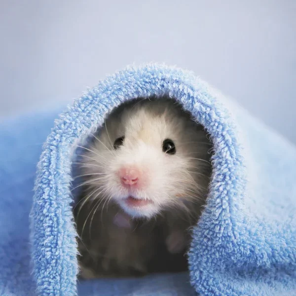 imagenes graciosas de hamsters