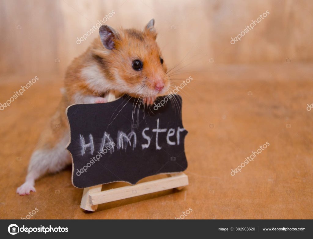 fotos de hamster graciosos