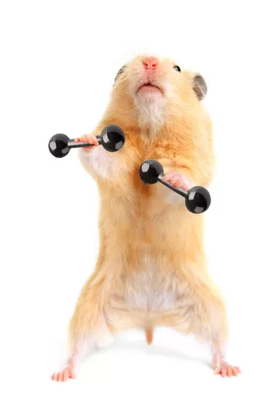 foto del hamster meme