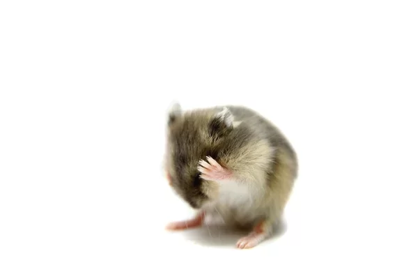 imagen de hamster meme