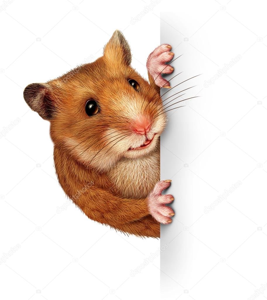 foto de un hamster meme