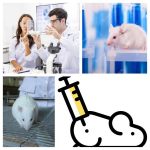 ratas y ratones de laboratorio