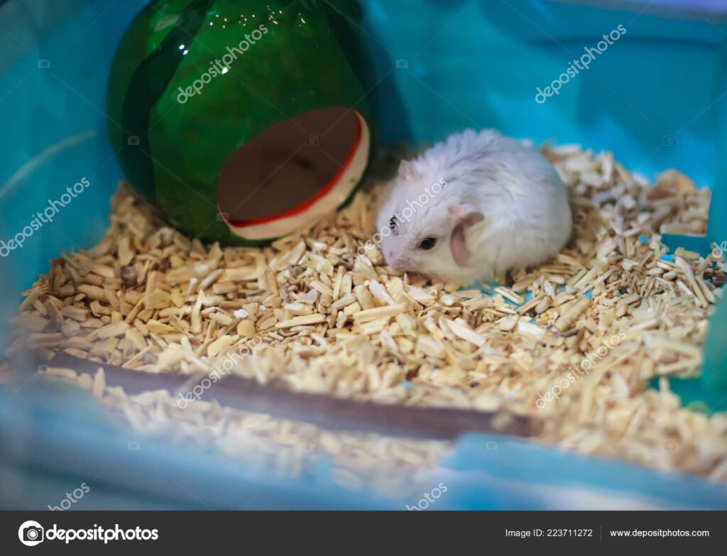 sustrato para hamster