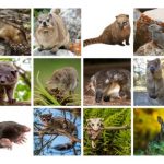 animales que parecen roedores