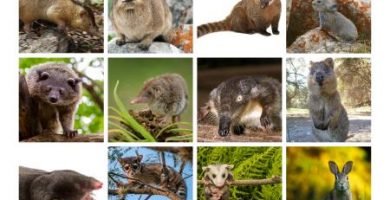animales que parecen roedores