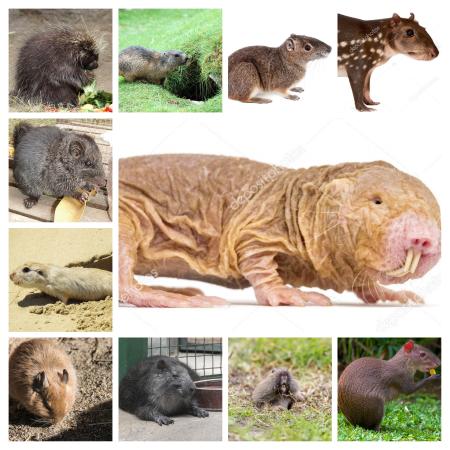 los roedores mas exoticos del mundo