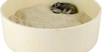 baño de arena para roedores