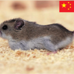 hamster chino