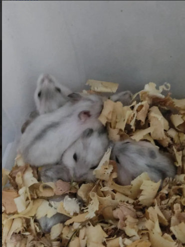 hamster chino blanco