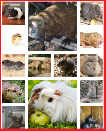 Ratas y roedores