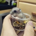 hamster ruso bebe