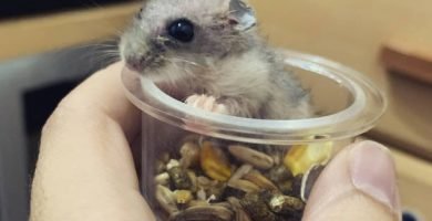 hamster ruso bebe