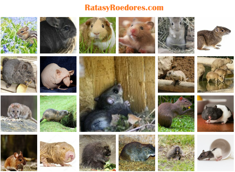 lista de roedores