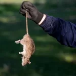 como eliminar plaga de ratones
