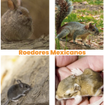 roedores mexicanos